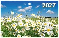 Ромашки в поле